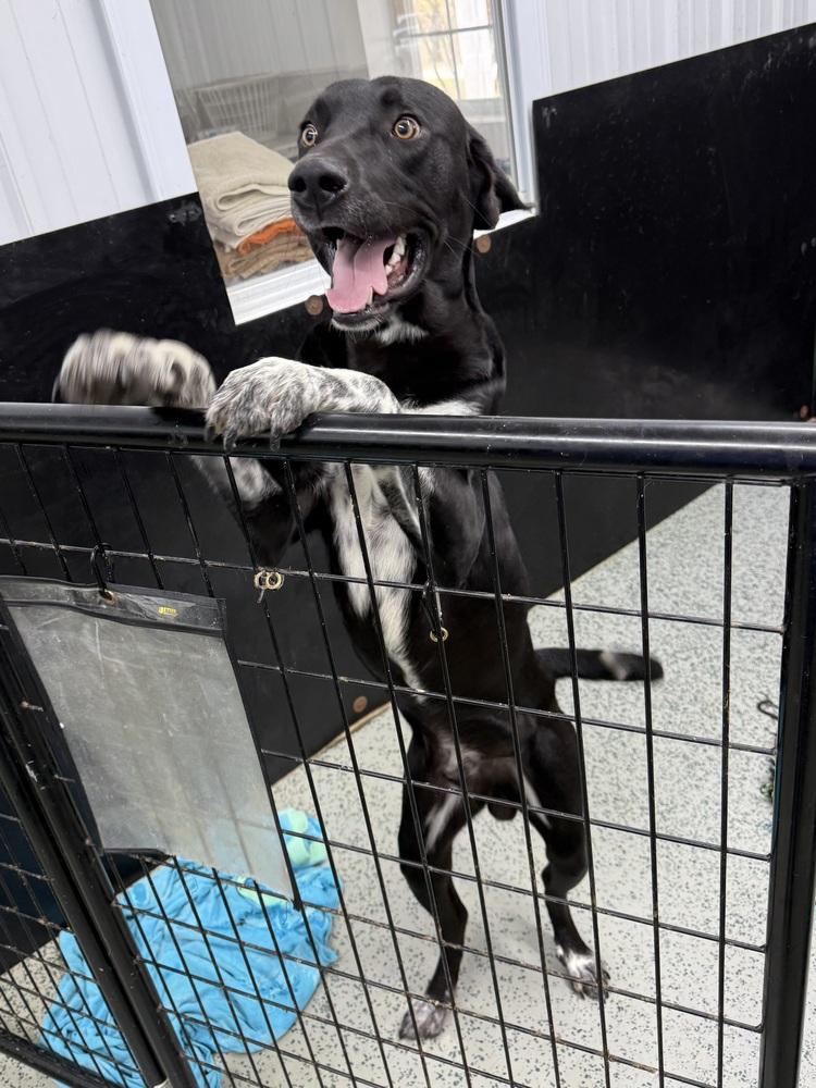 Enlarge Archie, a Adoptable mixed breed in Osgood, IN image 3/5