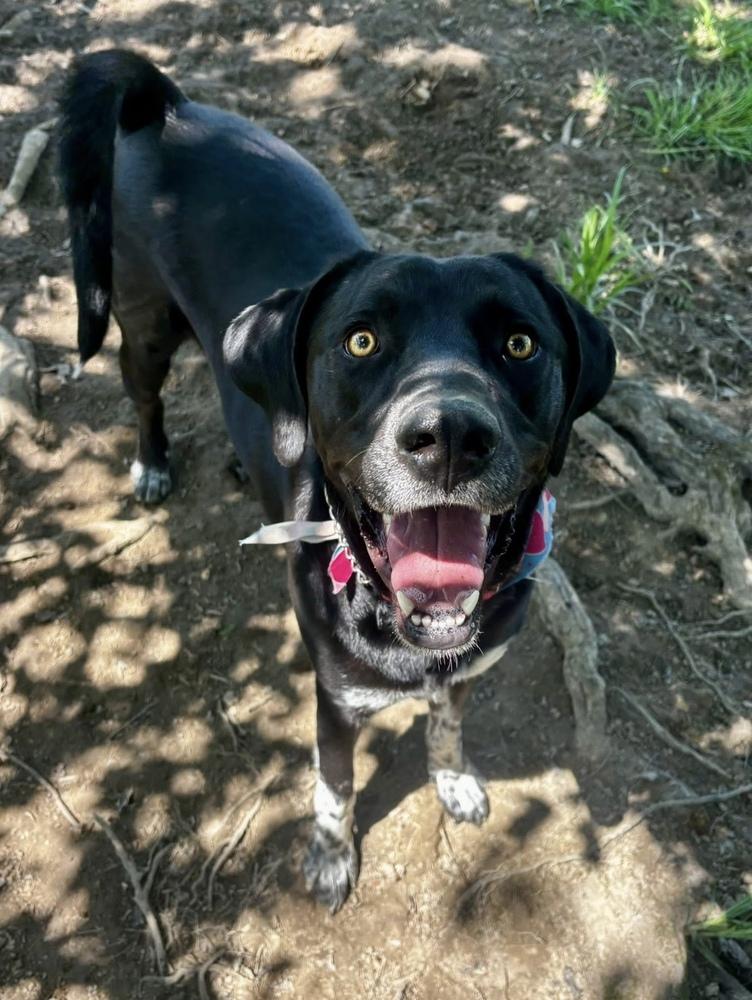 Archie, a Adoptable mixed breed in Osgood, IN image 4/6