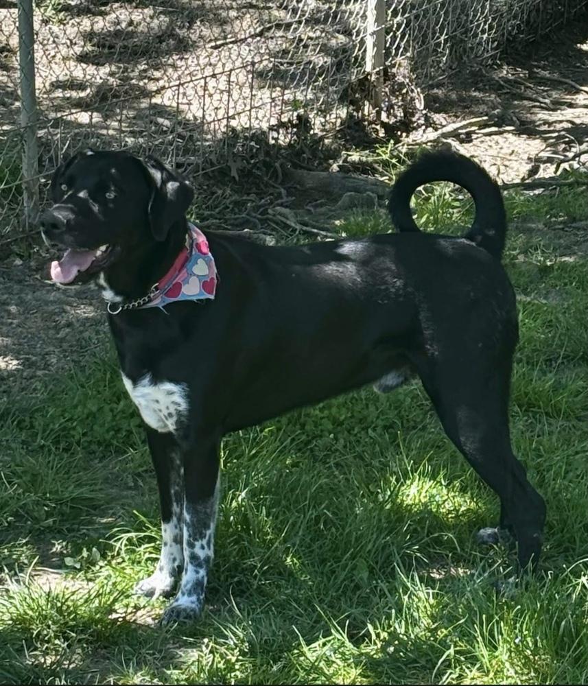 Archie, a Adoptable mixed breed in Osgood, IN image 5/6