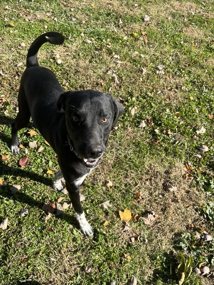 Enlarge Archie, a Adoptable mixed breed in Osgood, IN image 4/5