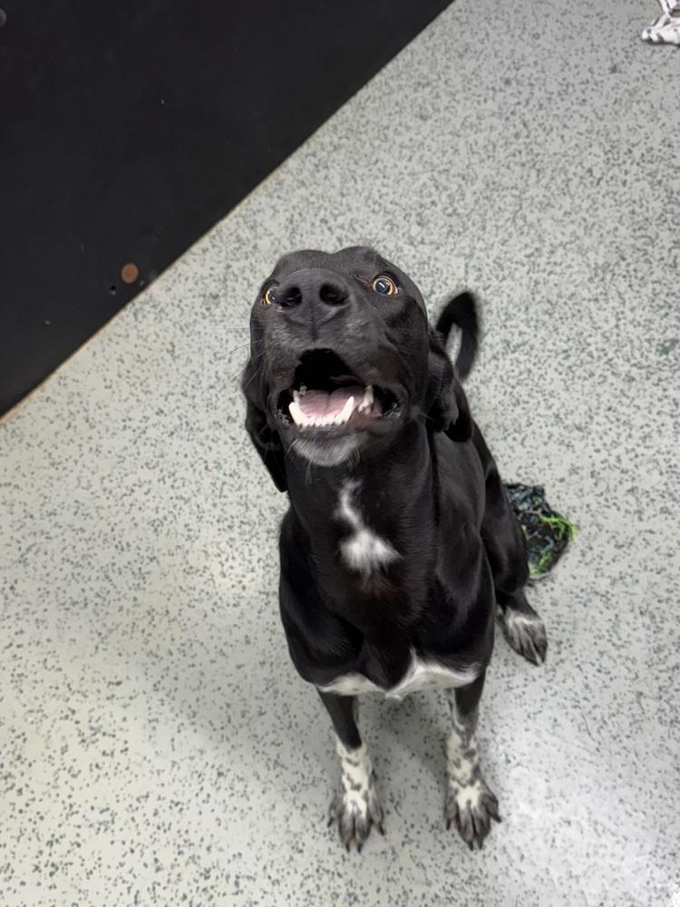 Enlarge Archie, a Adoptable mixed breed in Osgood, IN image 5/5