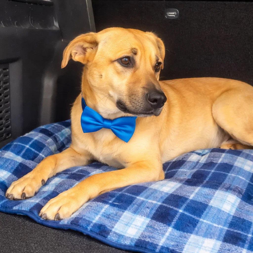 Chachi, Adoptable, Young Male Yellow Labrador Retriever & Golden Retriever.