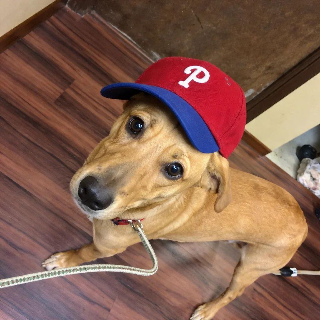 Enlarge Chachi, a Adoptable mixed breed in Mount Laurel, NJ image 2/3