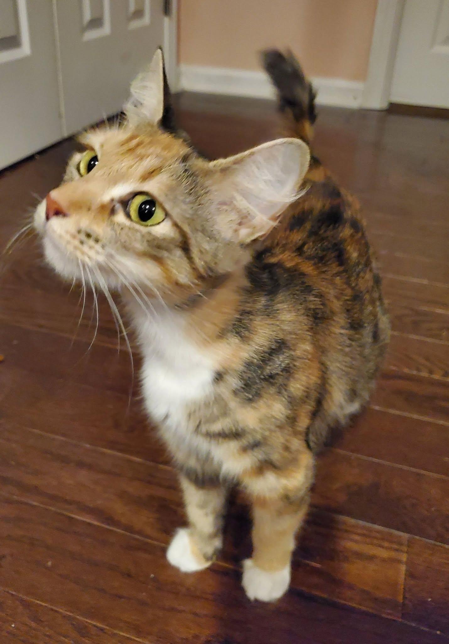 Miss Kitty, a ADOPTABLE Calico in pensacola, FL image 3/3