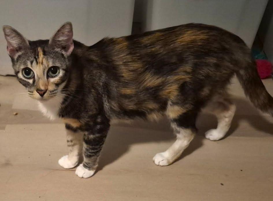 Miss Kitty, a ADOPTABLE Calico in pensacola, FL image 1/3