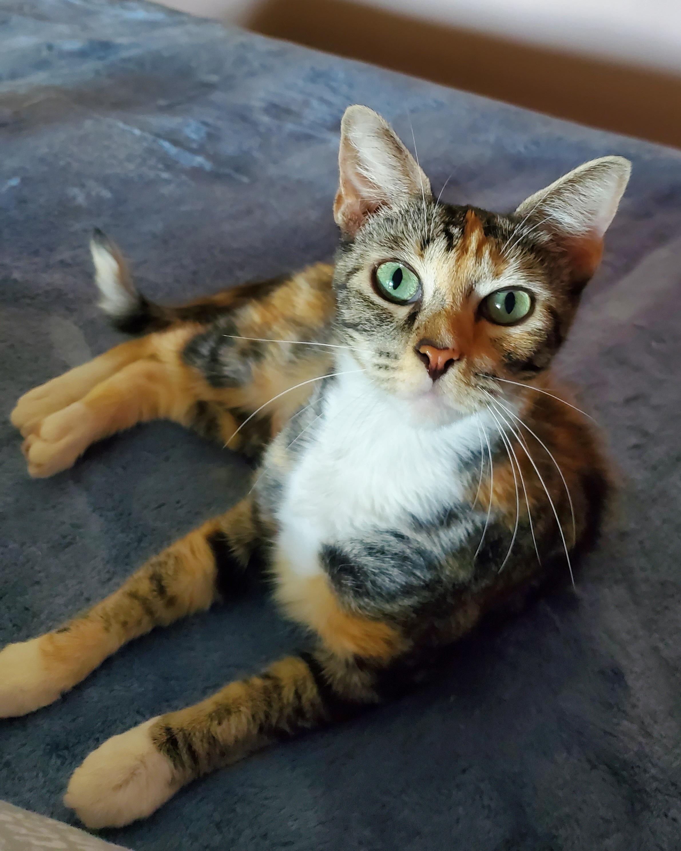 Miss Kitty, a ADOPTABLE Calico in pensacola, FL image 2/3