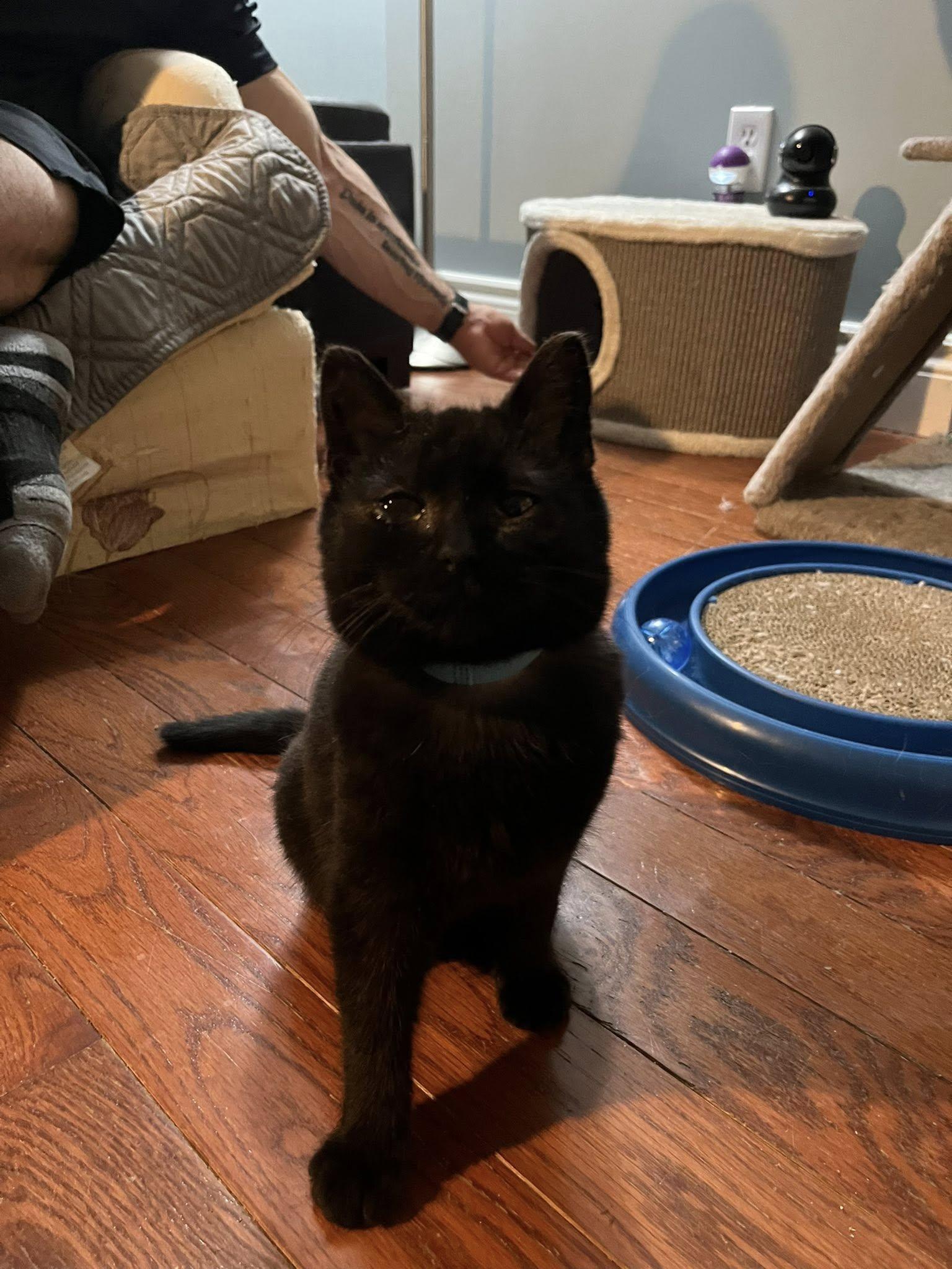 Enlarge Bean, an adopted Domestic Short Hair in Spencerville, ON image 3/5