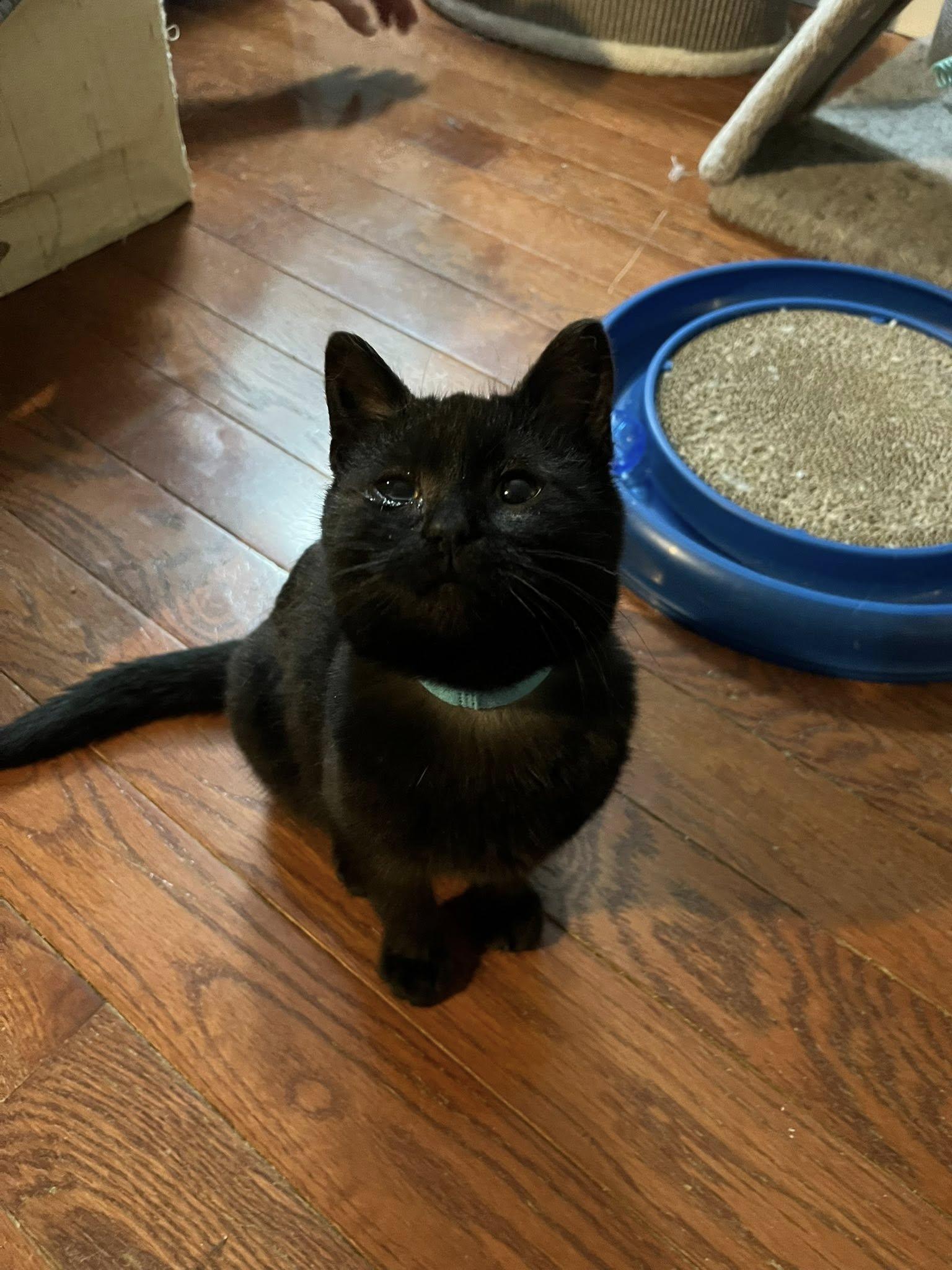 Enlarge Bean, an adopted Domestic Short Hair in Spencerville, ON image 5/5