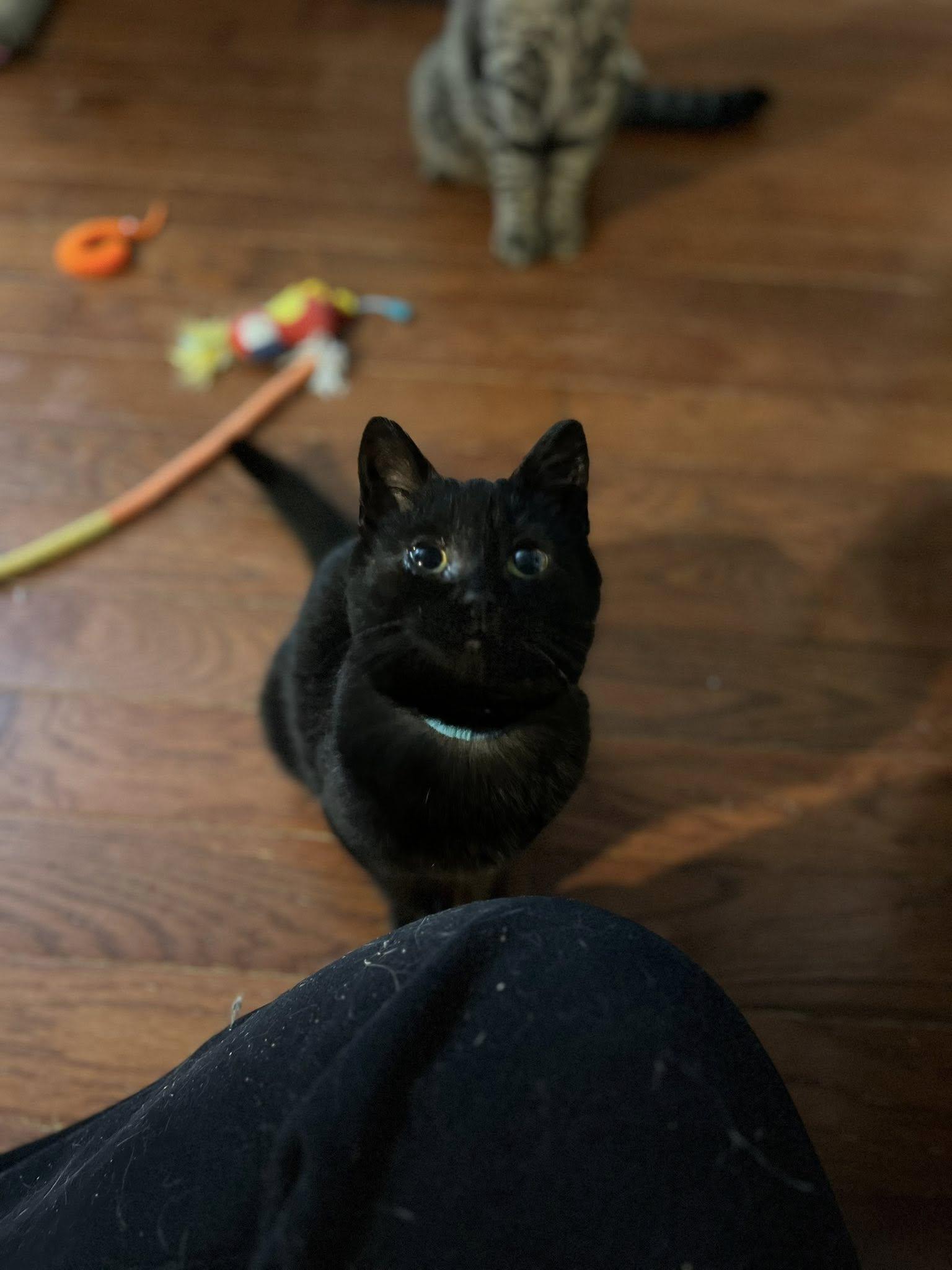 Bean, adopted, Young Male Domestic Short Hair.