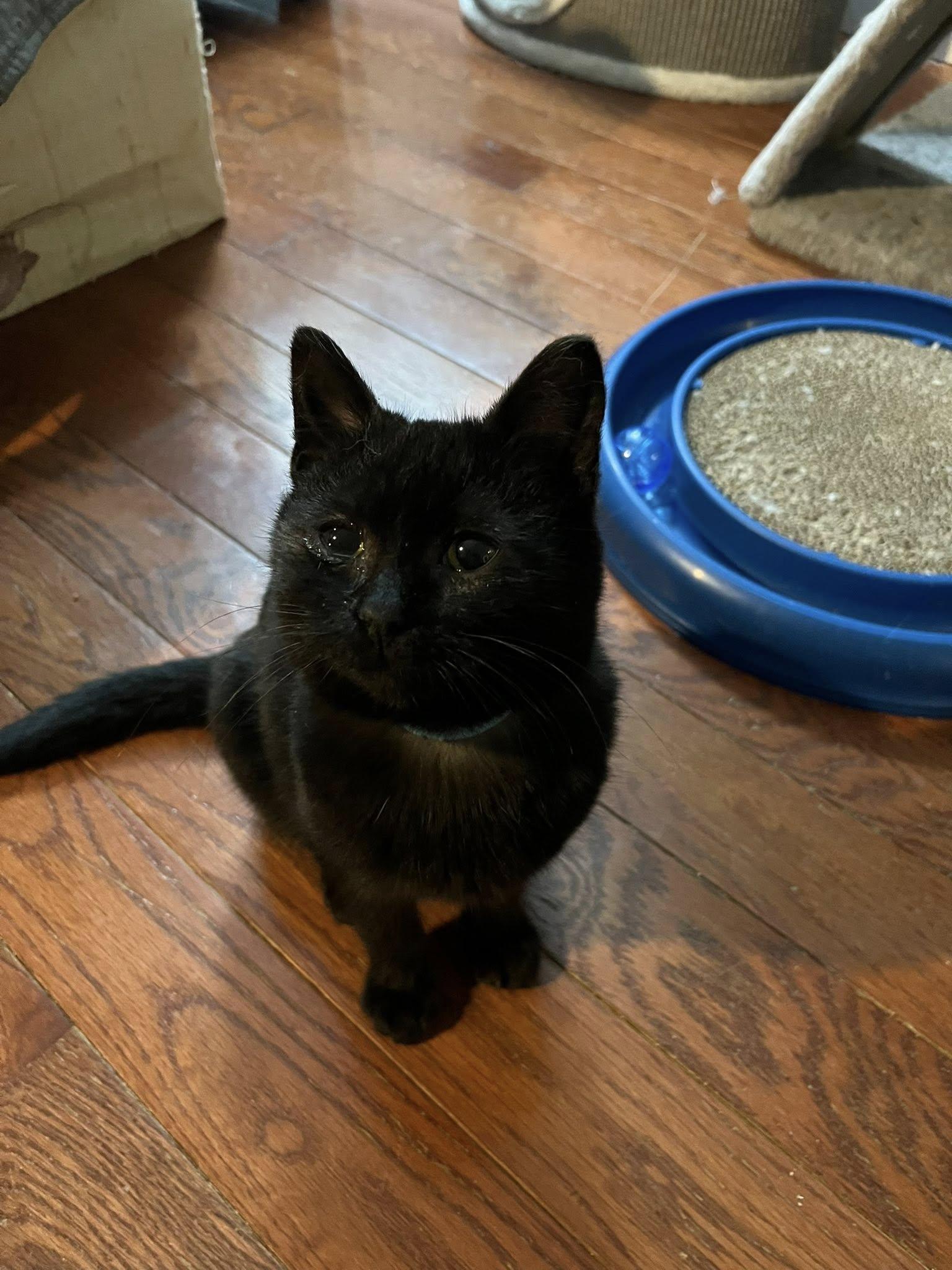 Enlarge Bean, an adopted Domestic Short Hair in Spencerville, ON image 4/5