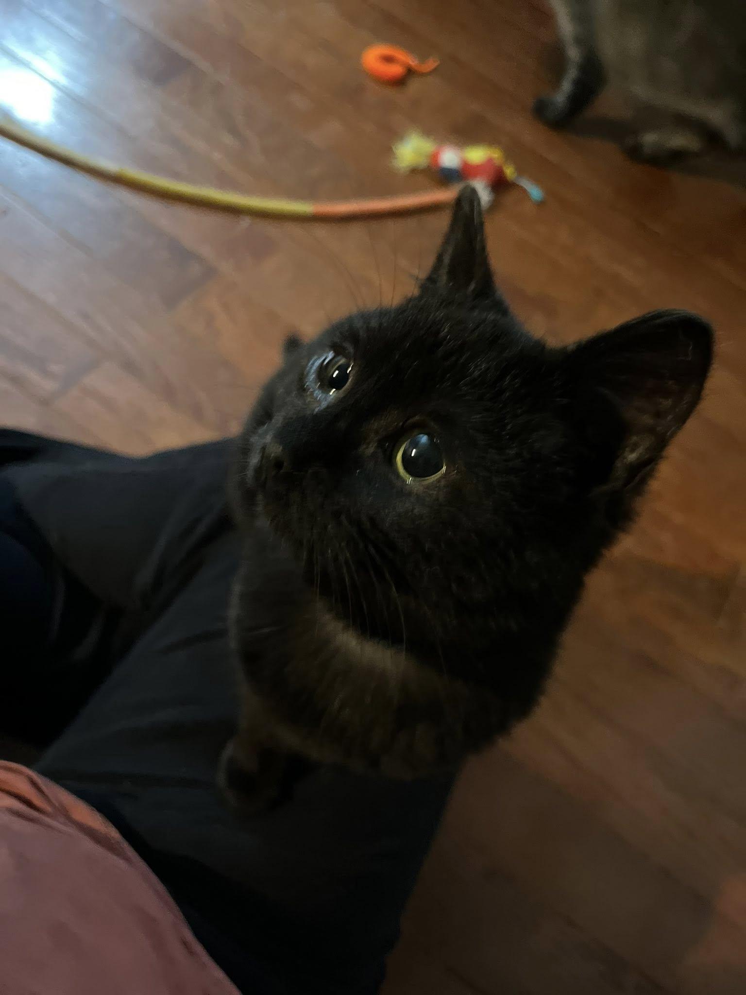 Enlarge Bean, an adopted Domestic Short Hair in Spencerville, ON image 2/5