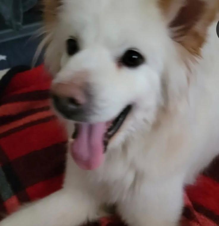 Lulu, Adoptable, Adult Female Terrier.