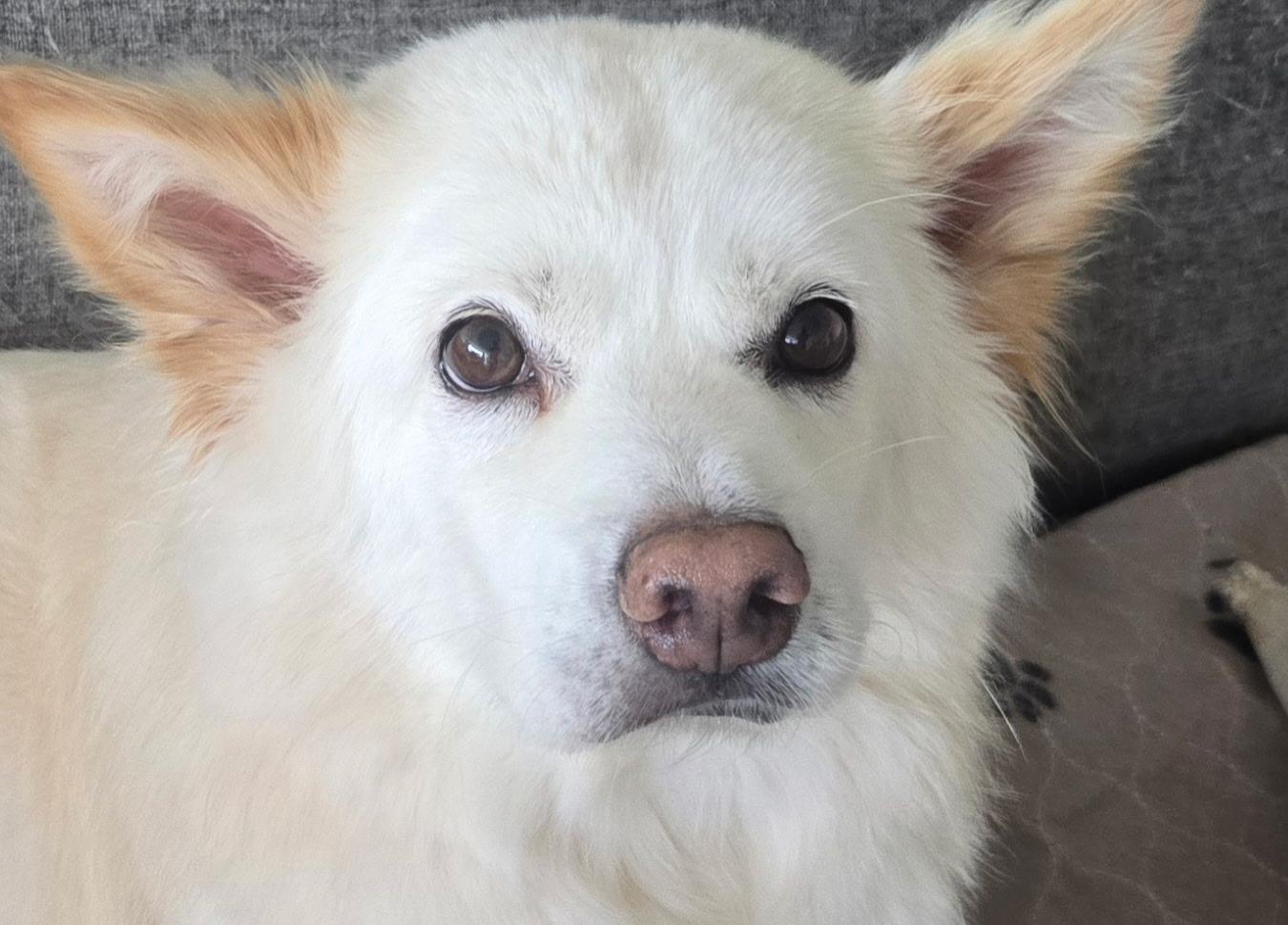 Lulu, a Adoptable mixed breed in Duluth, GA image 4/5