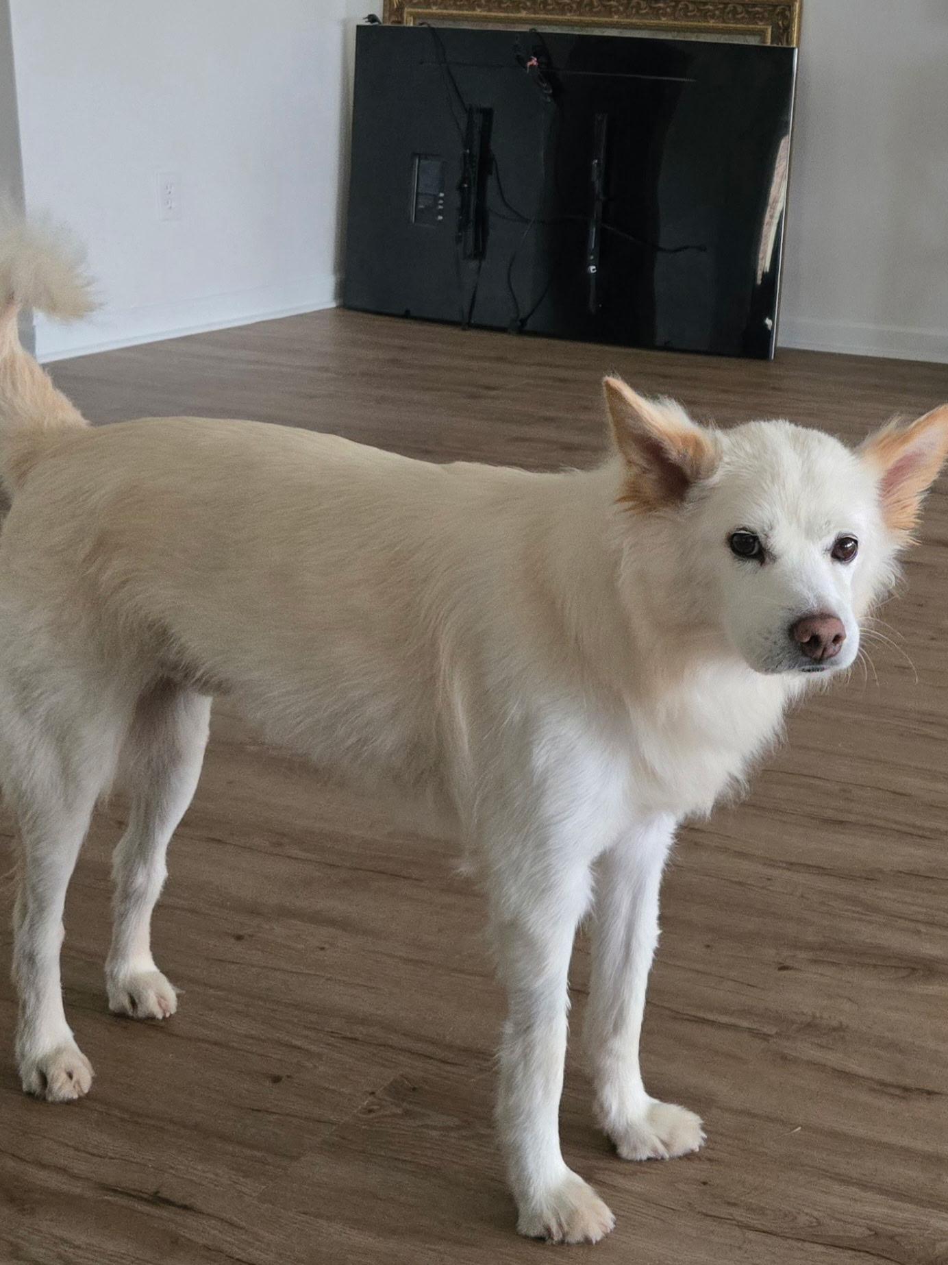 Lulu, a Adoptable mixed breed in Duluth, GA image 3/5