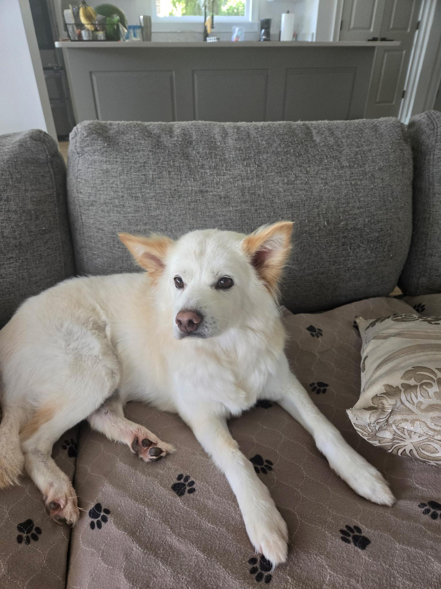 Lulu, a Adoptable mixed breed in Duluth, GA image 2/5