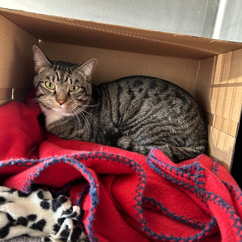 Enlarge Bleu, a Adoptable Domestic Short Hair in Dover, NH image 1/2