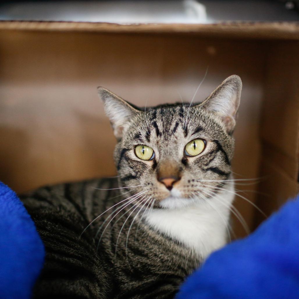 Enlarge Bleu, a Adoptable Domestic Short Hair in Dover, NH image 2/2