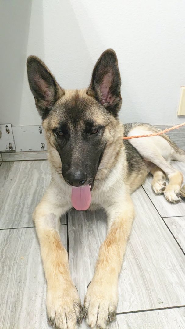 Douglas , Adoptable, Young Male German Shepherd Dog & Husky.