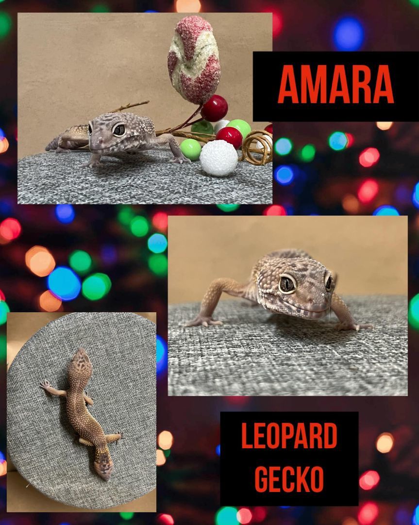 AMARA, Adult Female unknown