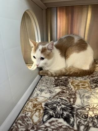 Theo *AT PETCO TATUM AND BELL*, Adoptable, Adult Male Domestic Short Hair & Domestic Short Hair.