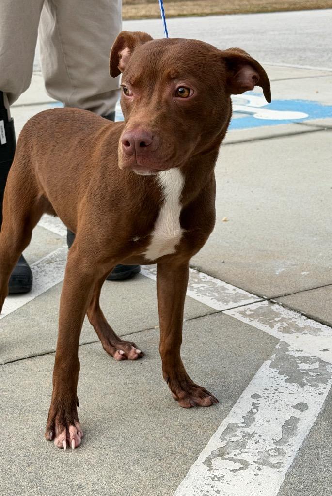 Enlarge Oliver, a Adoptable mixed breed in Effingham, SC image 1/4