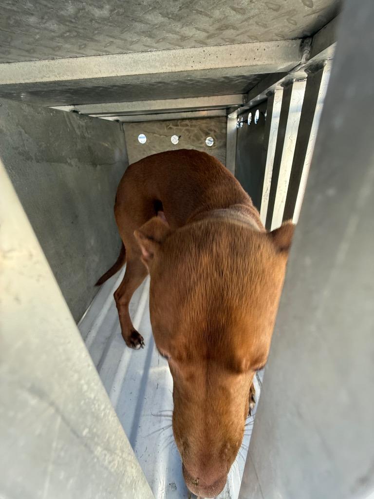 Oliver, Adoptable, Young Male Mixed Breed.