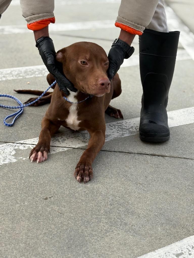 Enlarge Oliver, a Adoptable mixed breed in Effingham, SC image 3/4