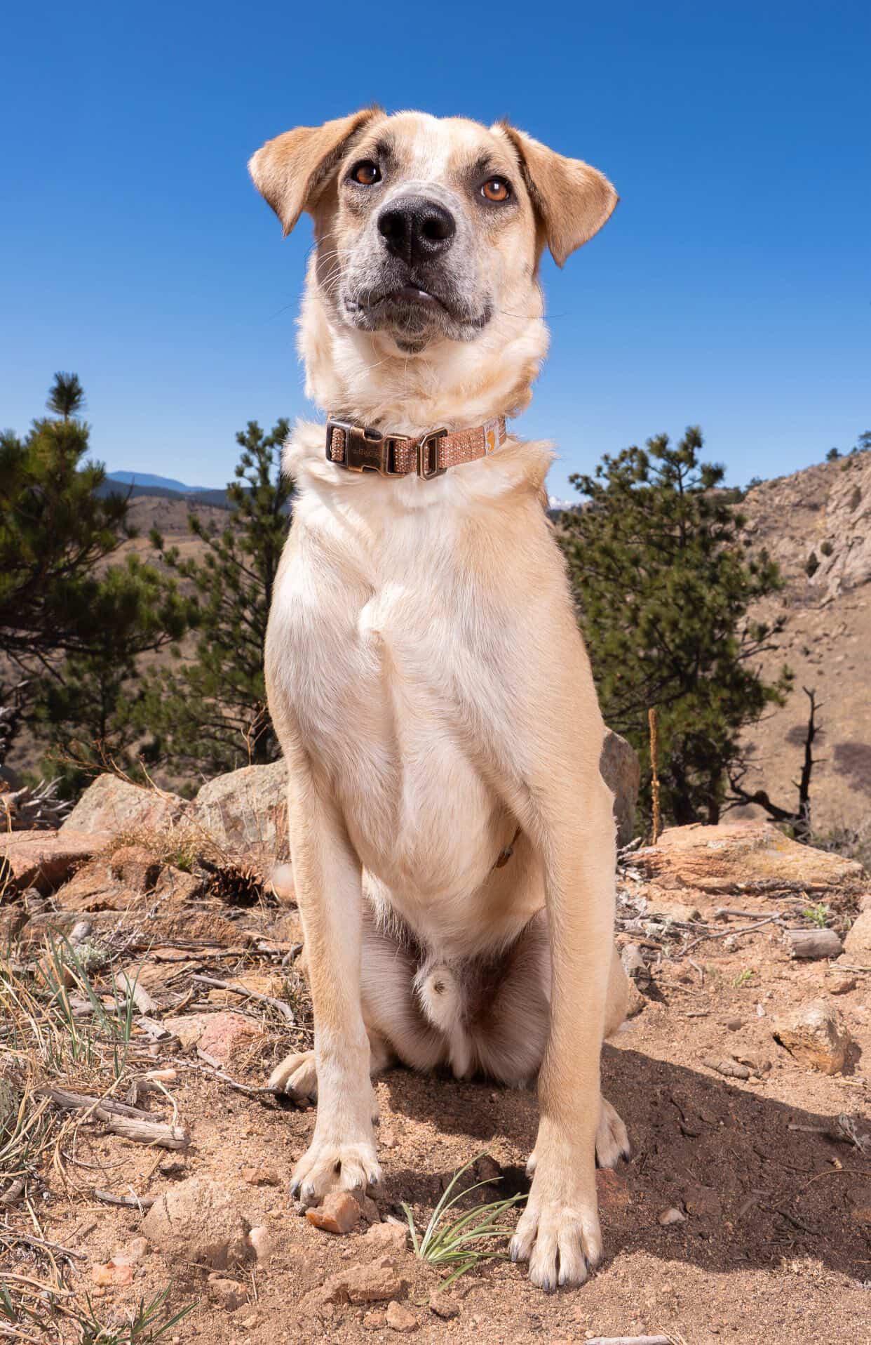 Enlarge Flash, a Adoptable mixed breed in Commerce City, CO image 4/6