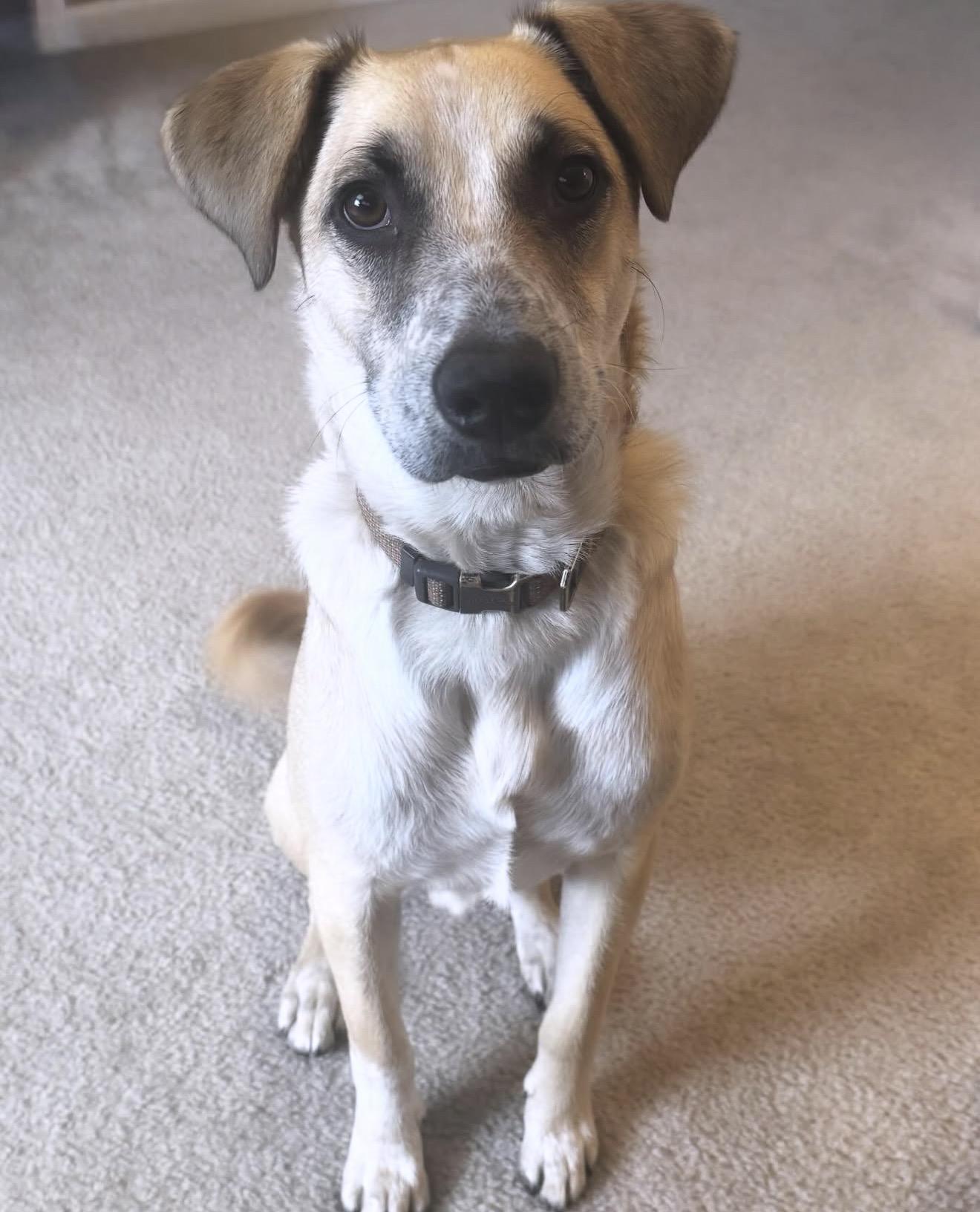 Enlarge Flash, a Adoptable mixed breed in Commerce City, CO image 3/6