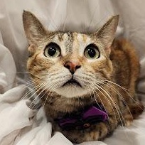 Enlarge Mango, a Adoptable mixed breed in Sacramento, CA image 1/1