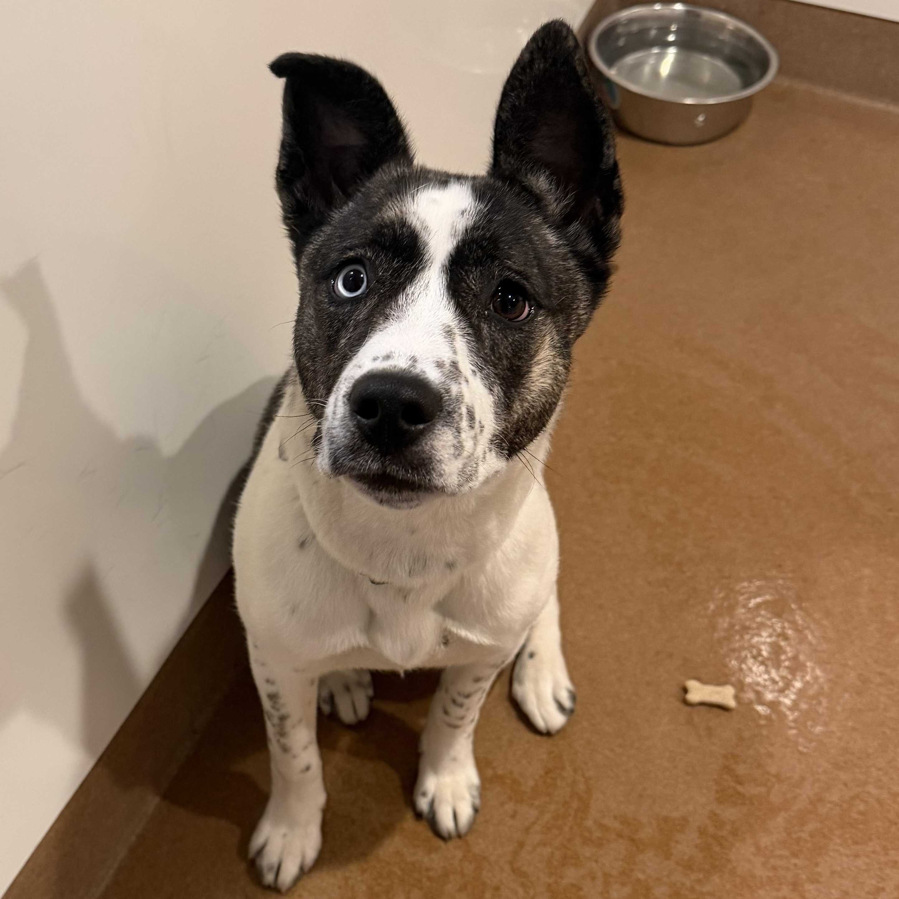 Melody, a ADOPTABLE mixed breed in Chicago, IL image 1/4