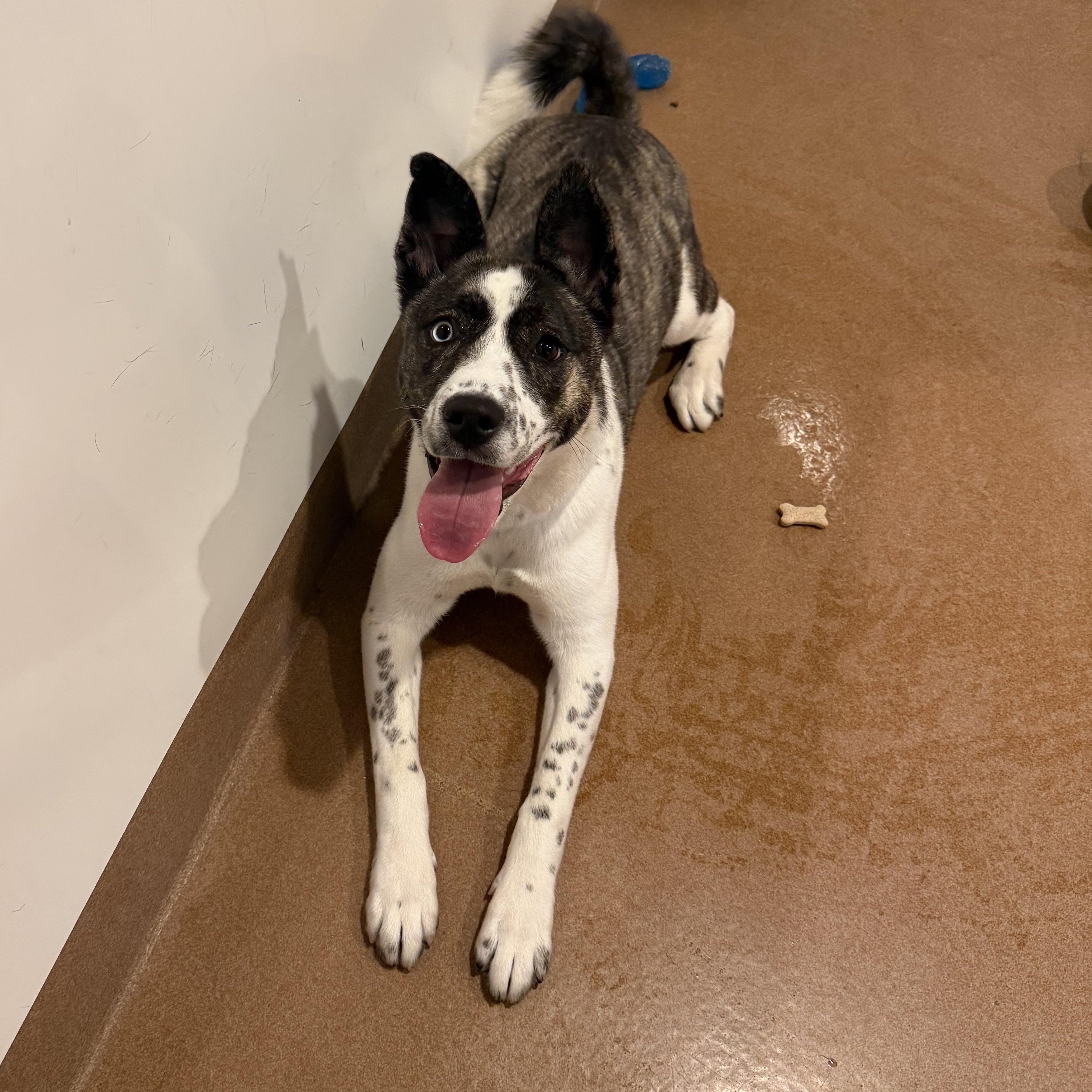Melody, a ADOPTABLE mixed breed in Chicago, IL image 4/4