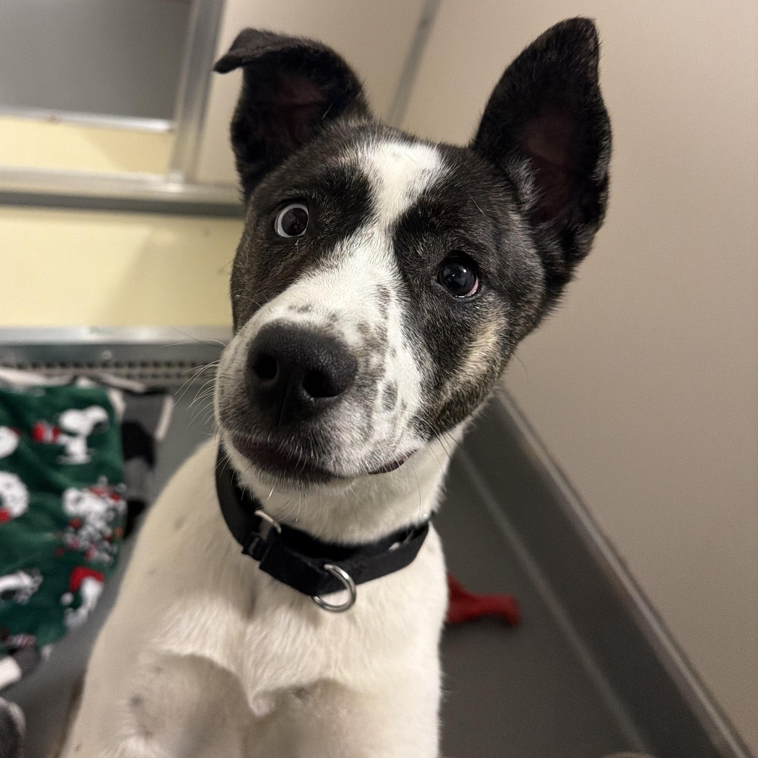 Melody, a ADOPTABLE mixed breed in Chicago, IL image 2/4