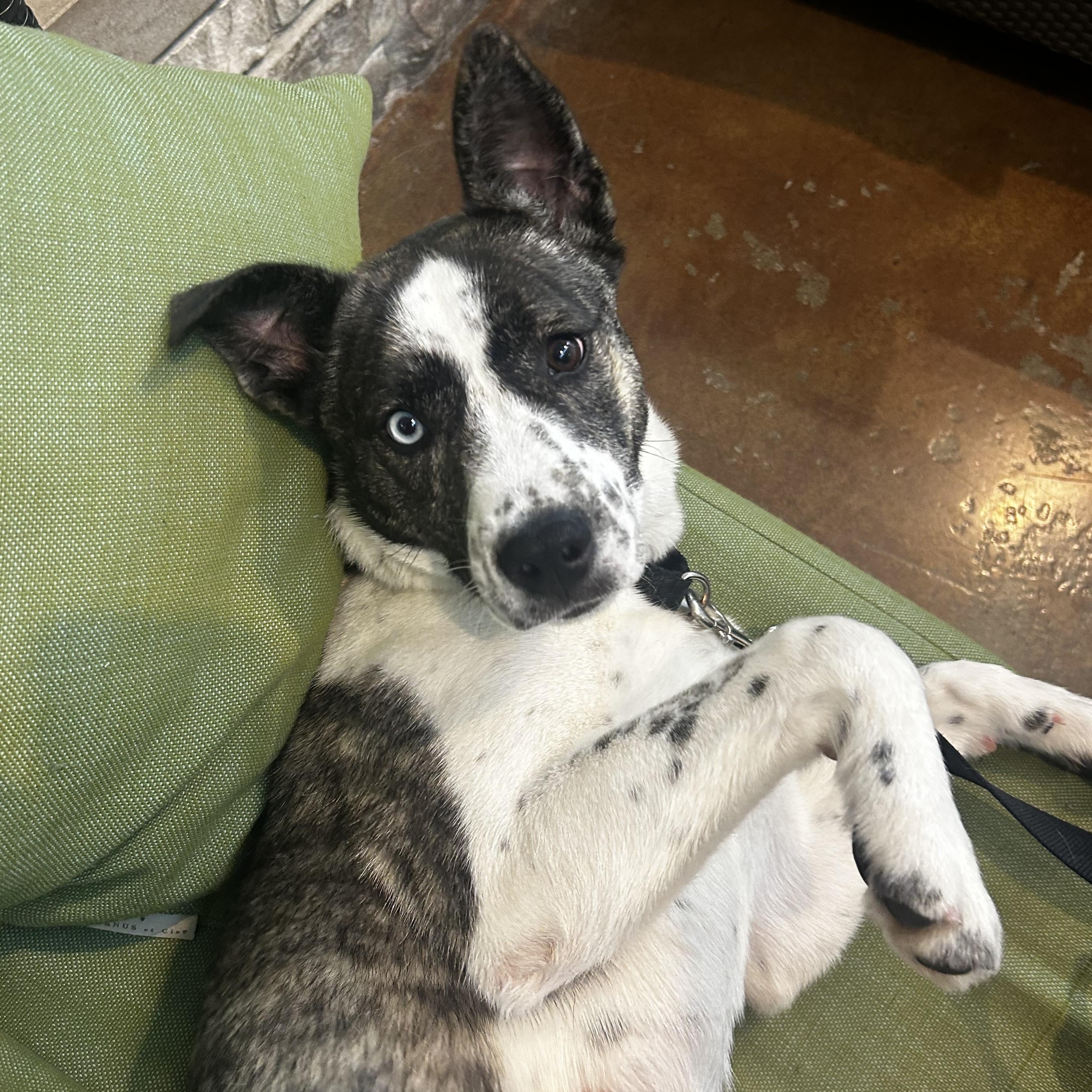 Melody, a ADOPTABLE mixed breed in Chicago, IL image 3/4