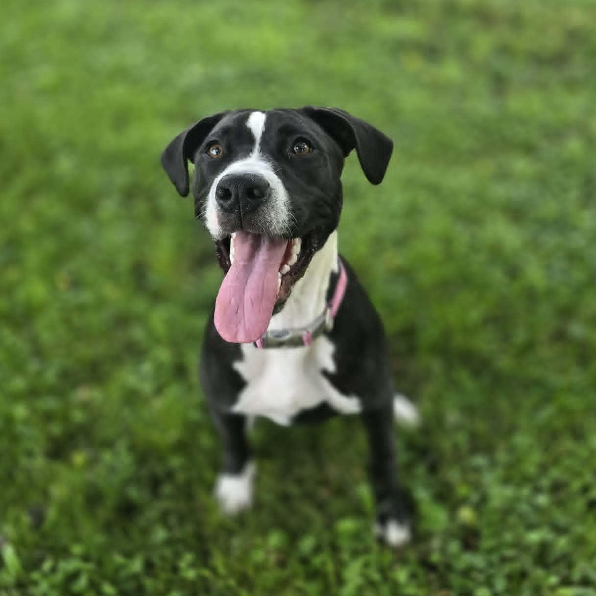 Bailee - photo 1