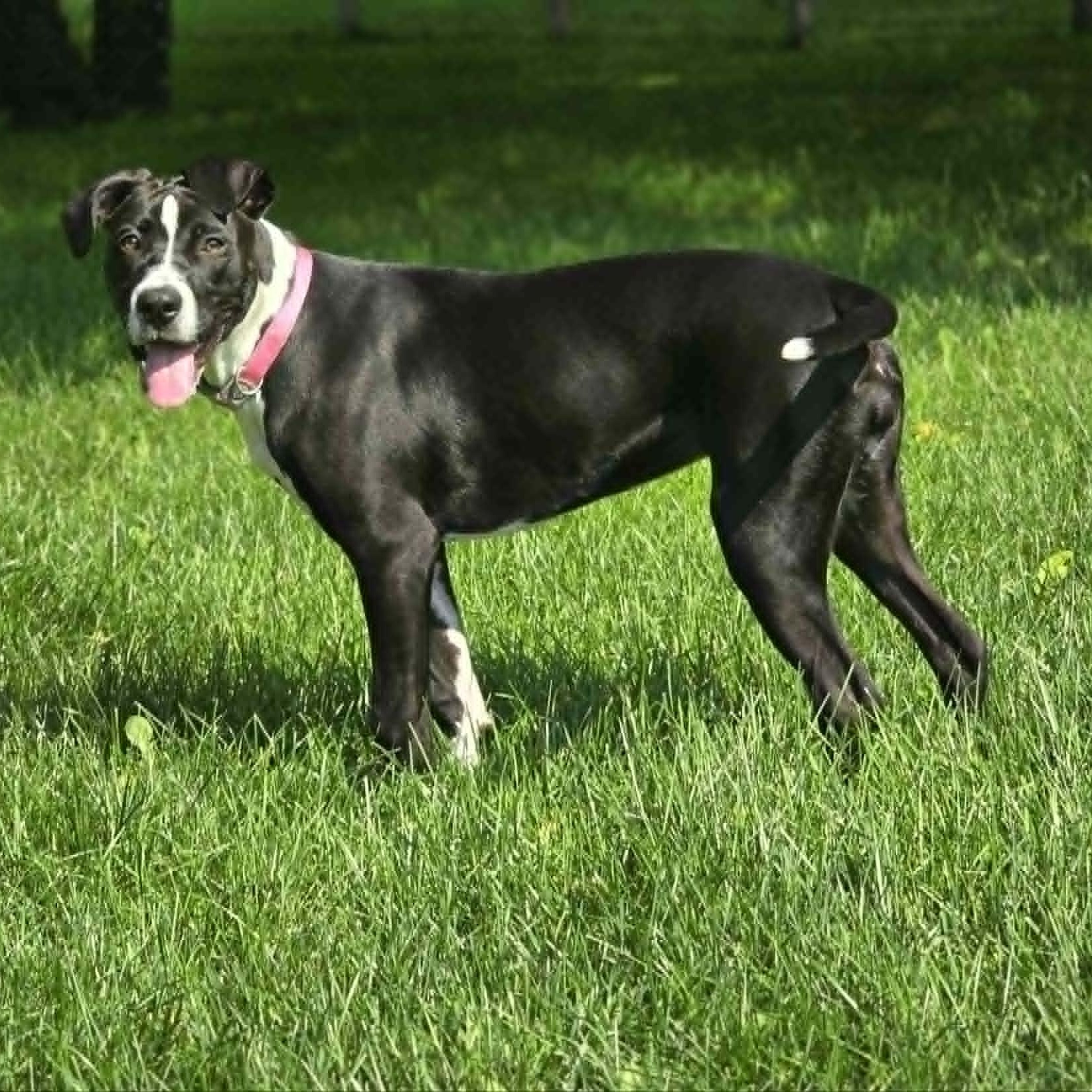 Bailee - photo 2