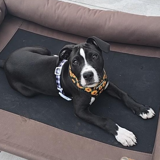 Bailee, adopted, Puppy Female American Bully.