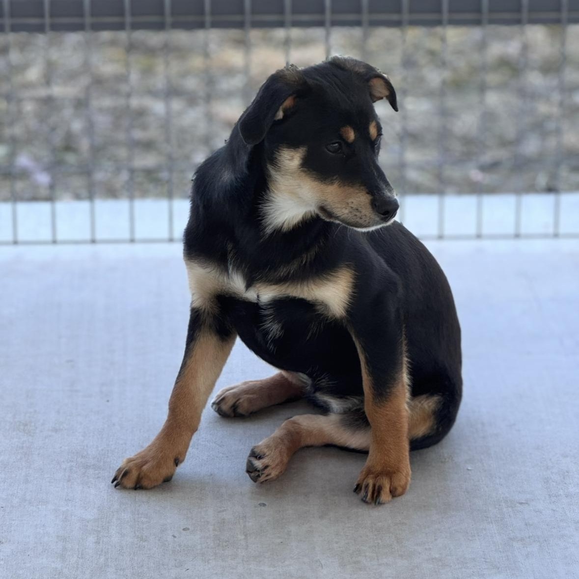 Enlarge Ella, an adopted mixed breed in Roscoe, IL image 5/6