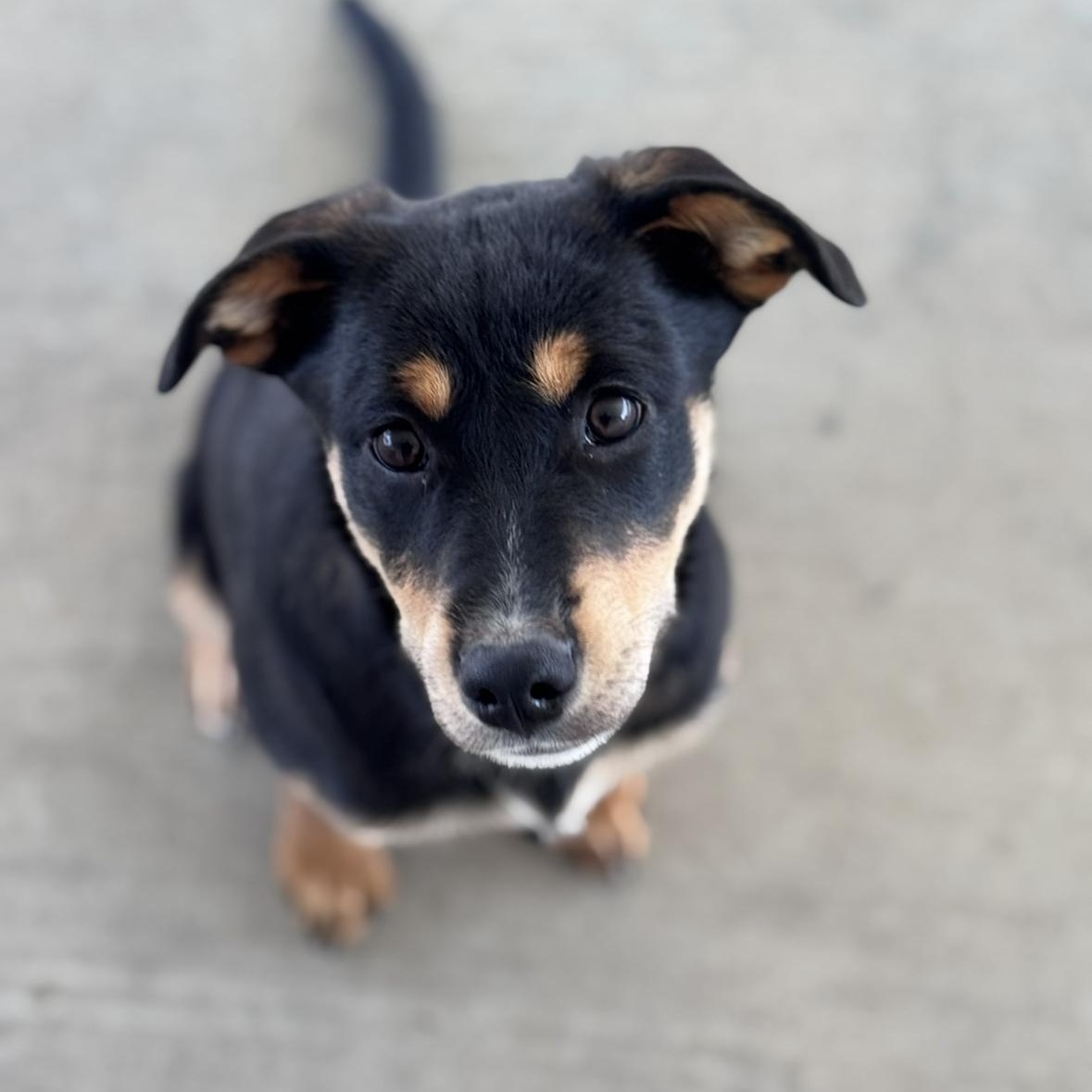 Ella, adopted, Puppy Female Labrador Retriever & Rottweiler.