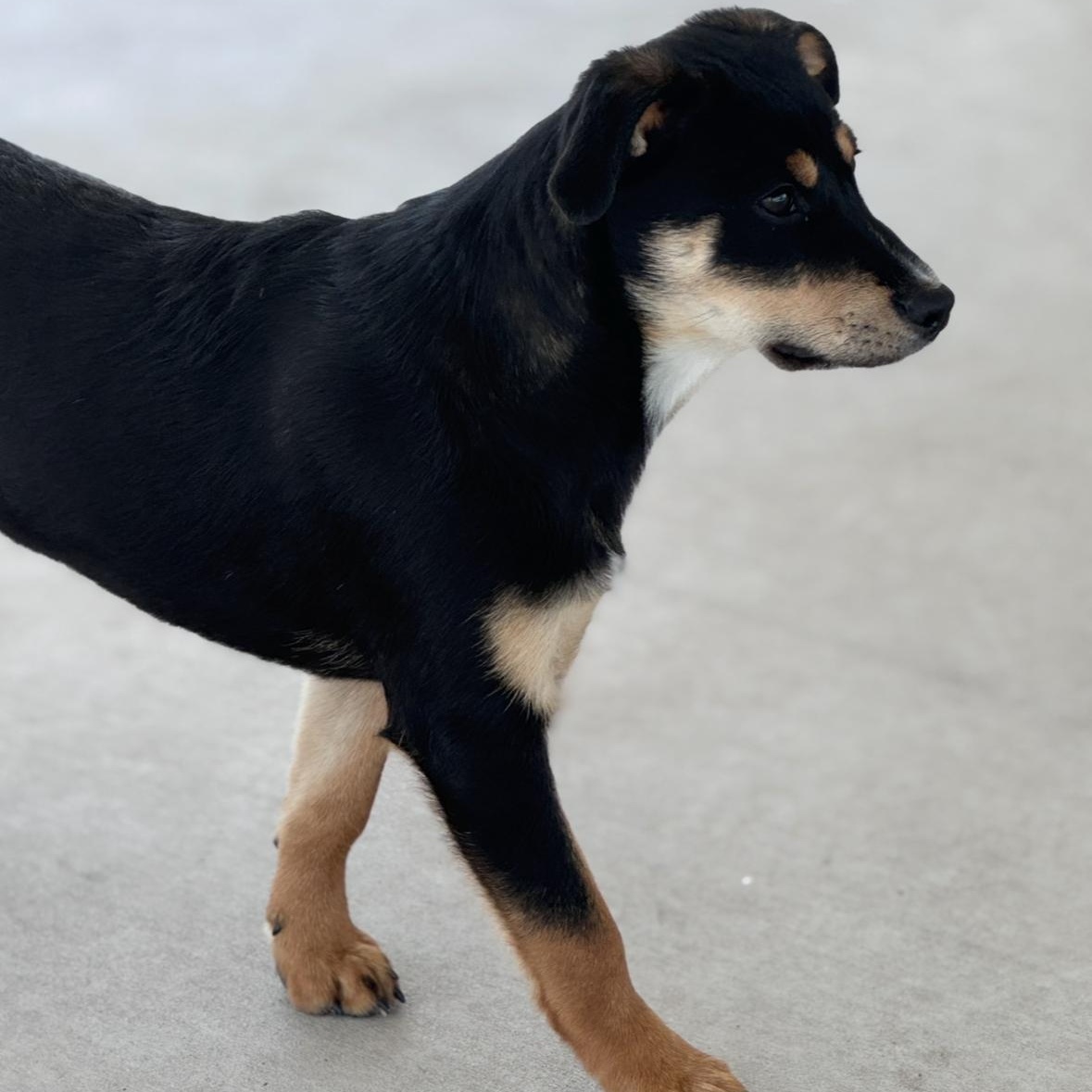 Enlarge Ella, an adopted mixed breed in Roscoe, IL image 2/6