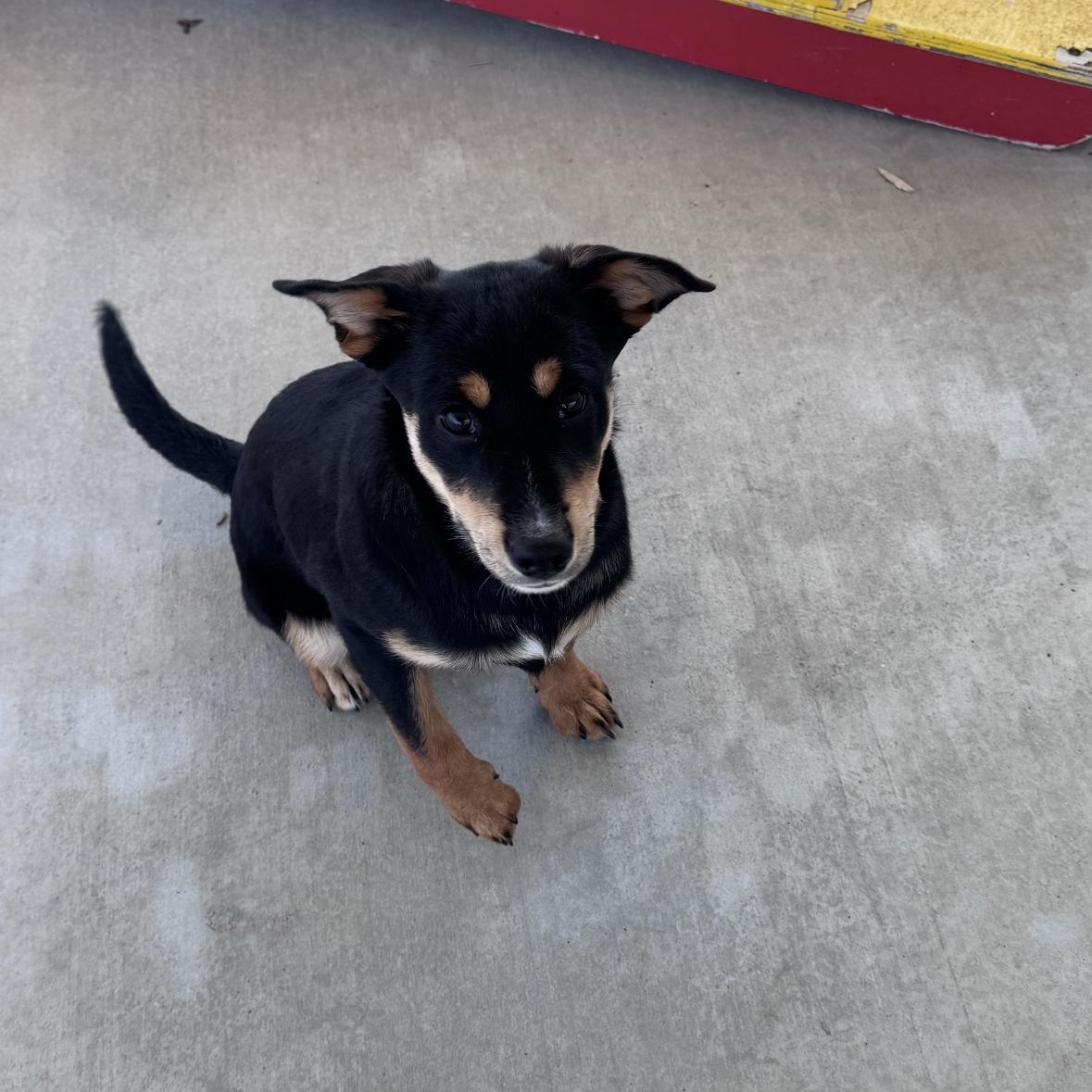 Enlarge Ella, an adopted mixed breed in Roscoe, IL image 6/6