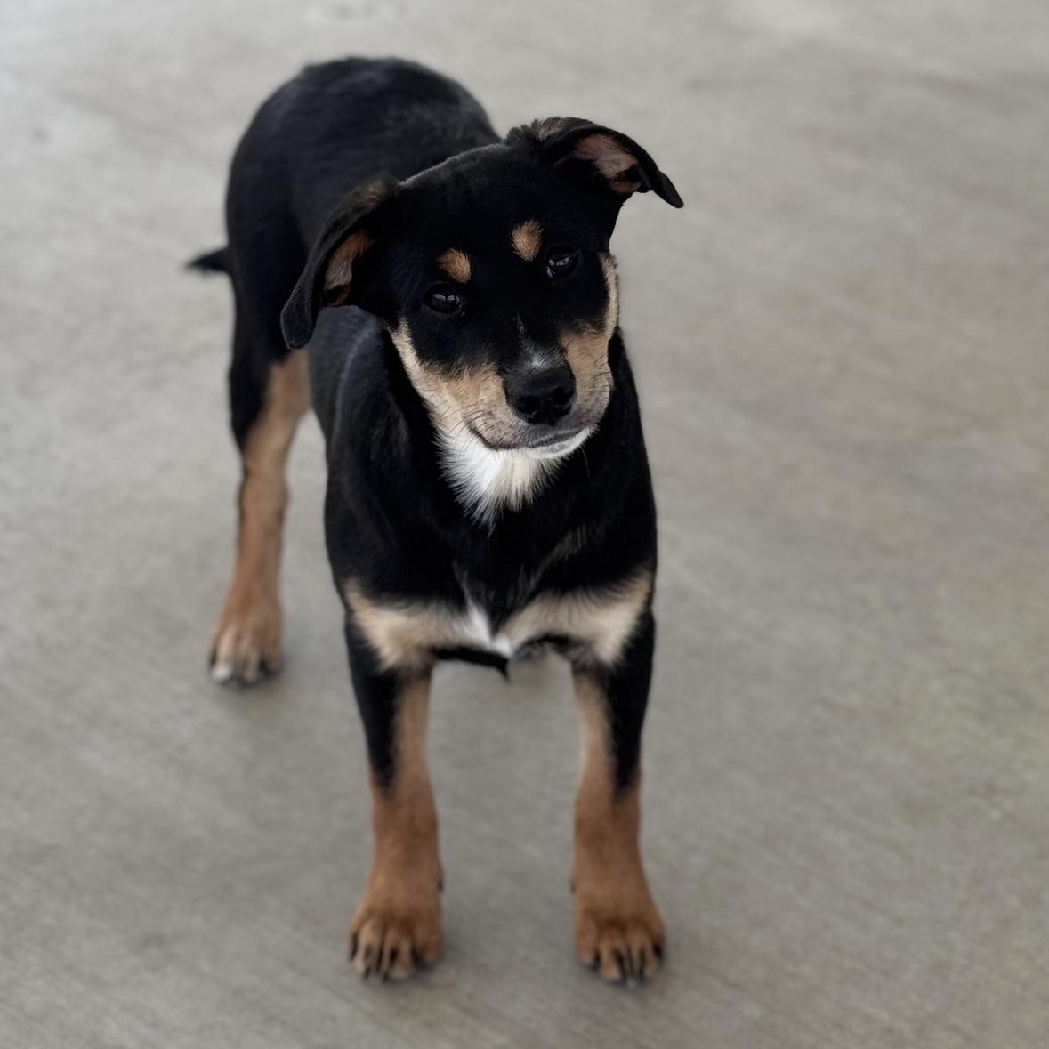 Enlarge Ella, an adopted mixed breed in Roscoe, IL image 3/6