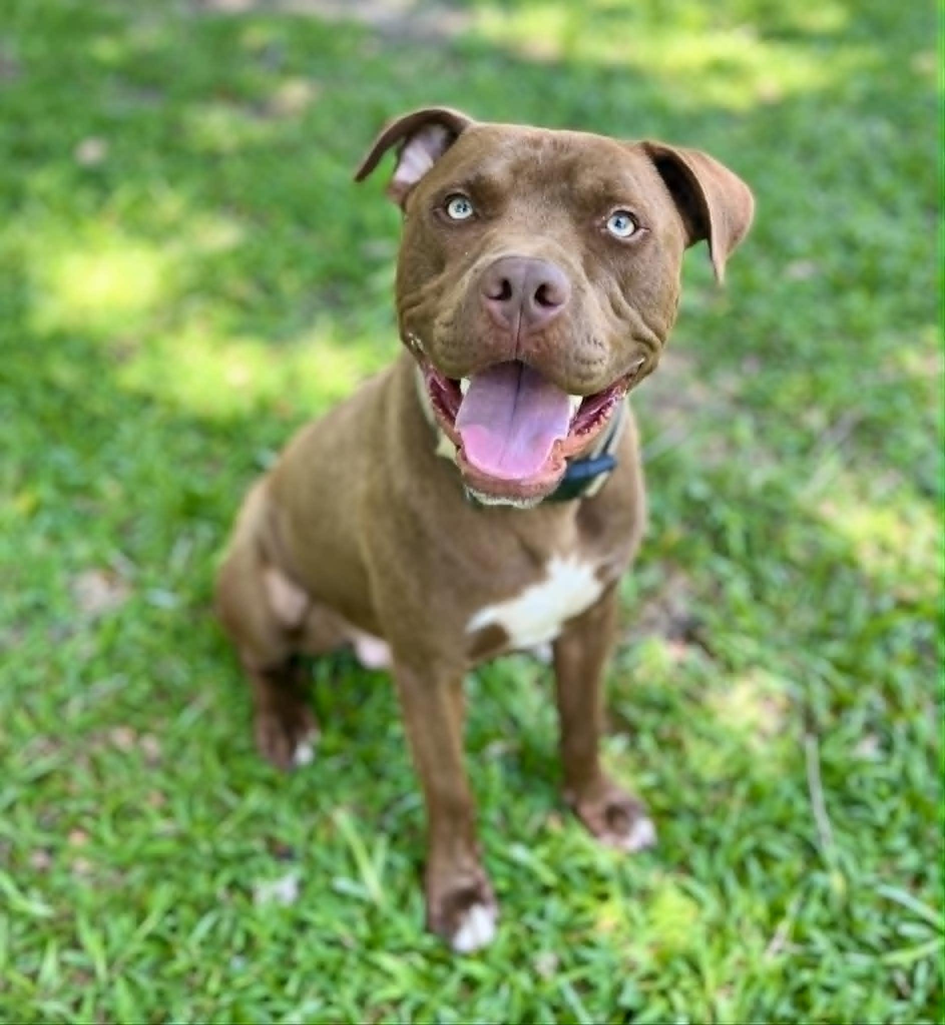 Guinness, a Adoptable mixed breed in Knoxville, TN image 3/6