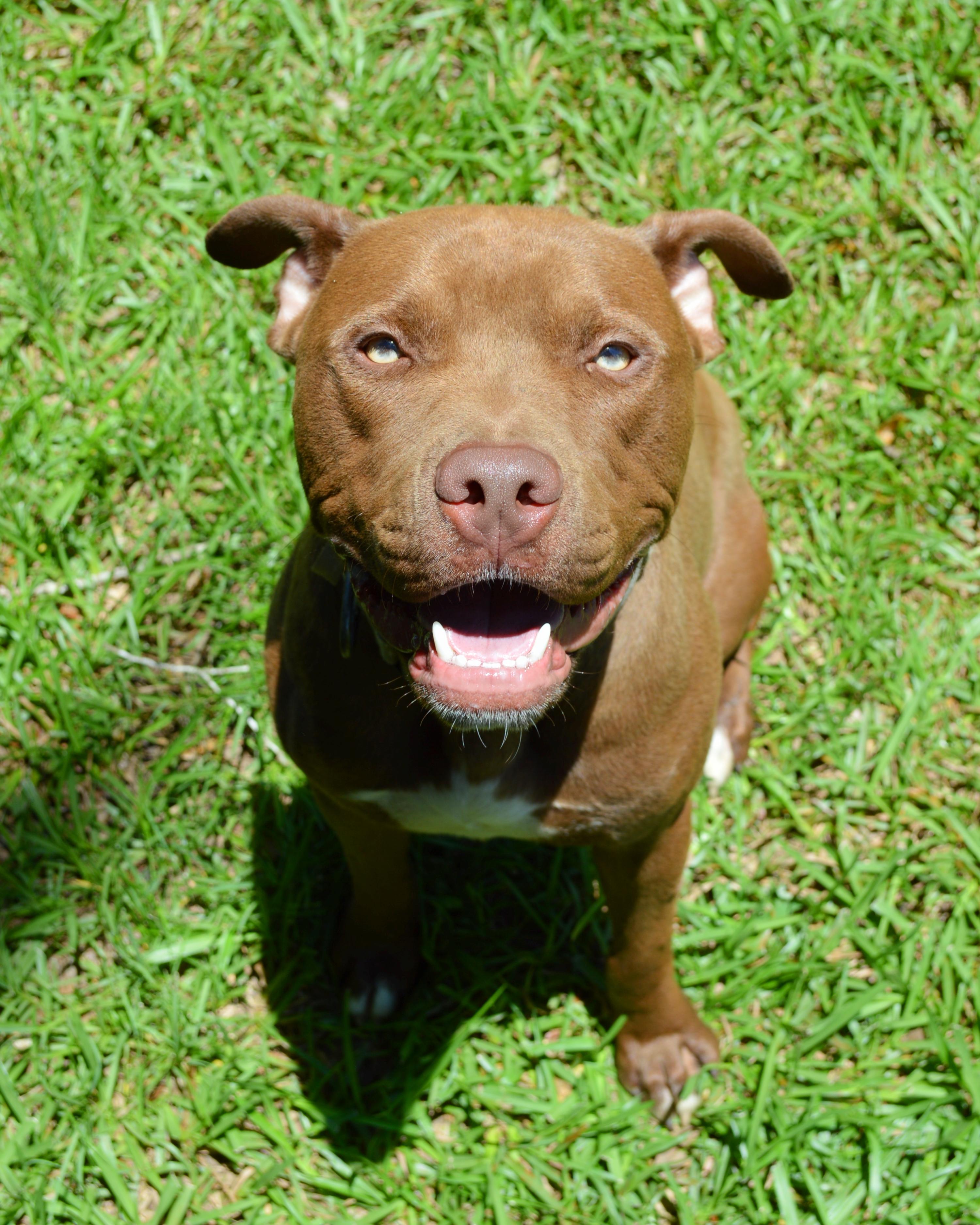 Guinness, a Adoptable mixed breed in Knoxville, TN image 5/6