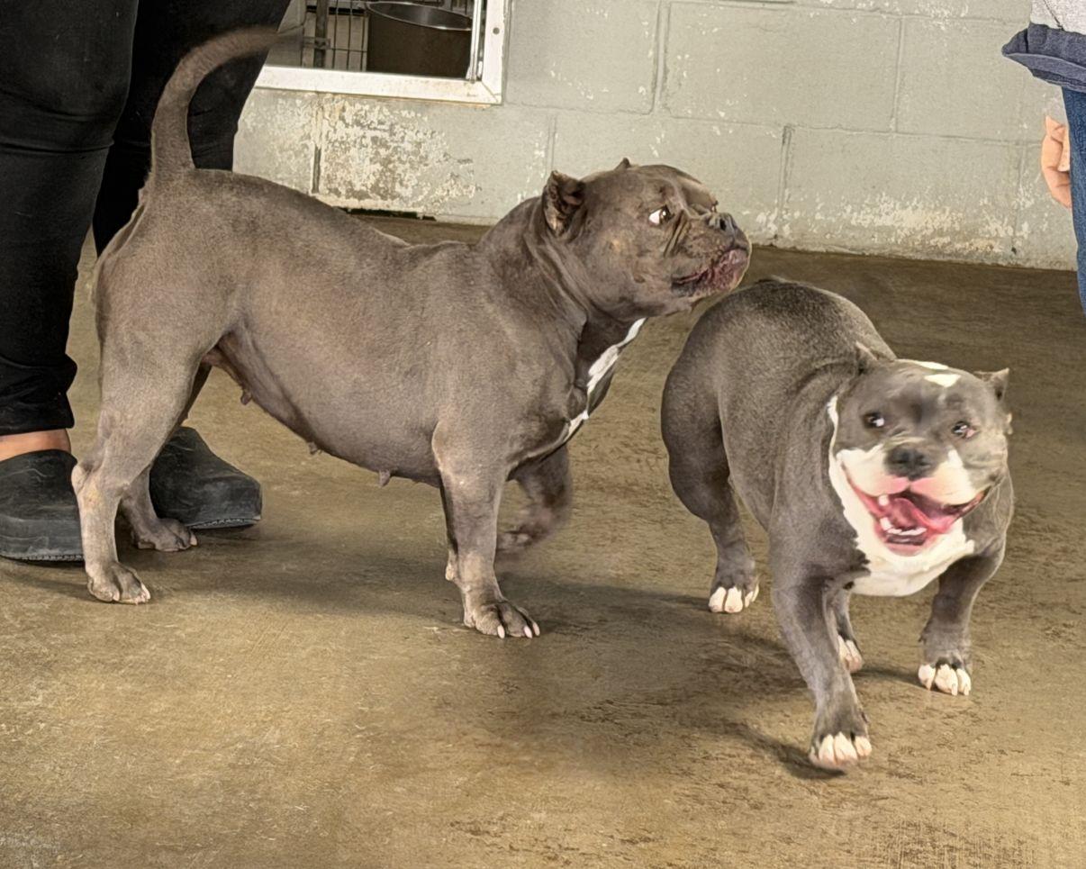 Enlarge Indica, an adopted mixed breed in El Paso, TX image 6/6