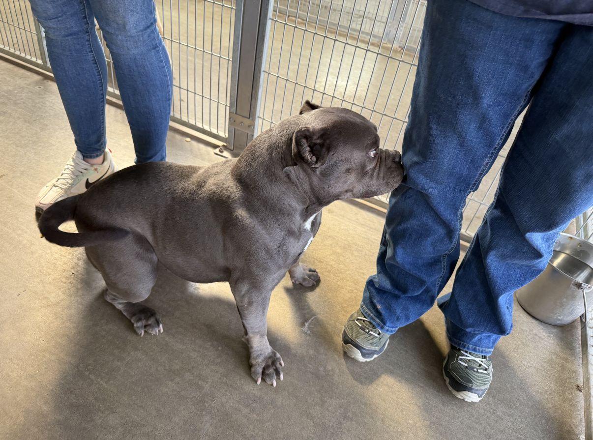 Enlarge Indica, an adopted mixed breed in El Paso, TX image 3/6