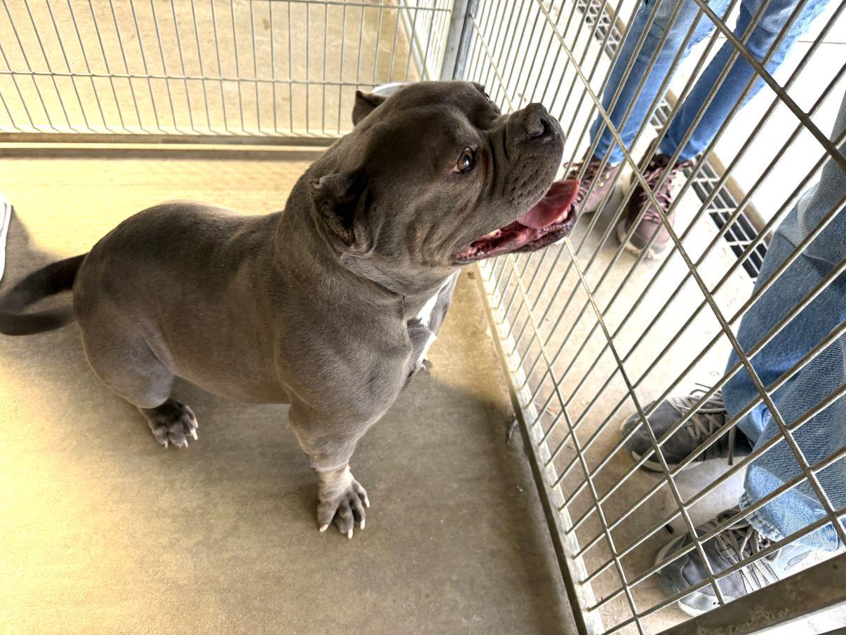 Indica, adopted, Adult Female American Bully.