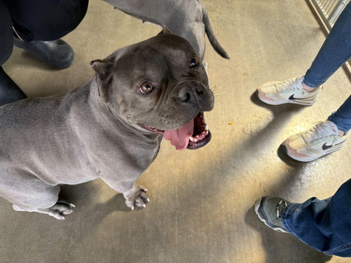 Enlarge Indica, an adopted mixed breed in El Paso, TX image 4/6