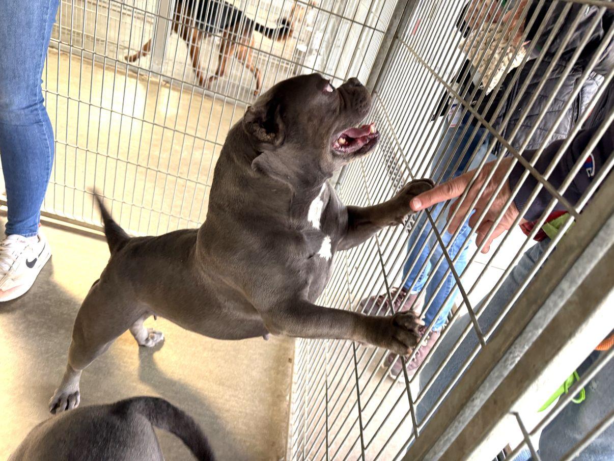 Enlarge Indica, an adopted mixed breed in El Paso, TX image 2/6