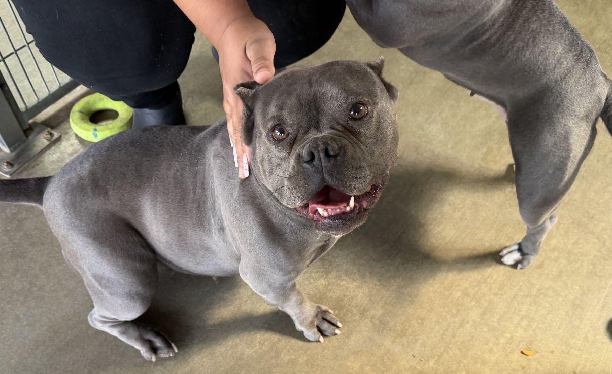 Enlarge Indica, an adopted mixed breed in El Paso, TX image 5/6